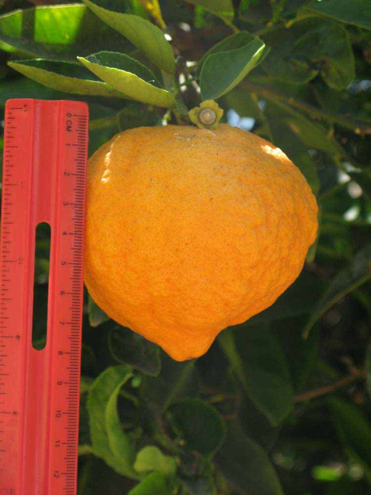            Fruit (Riverside, CA)   